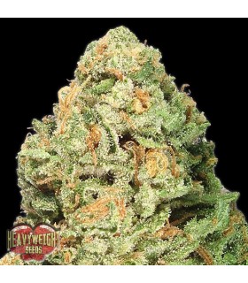 Fruit Punch  3 u. fem. Heavyweight Seeds