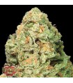 Fruit Punch  3 u. fem. Heavyweight Seeds