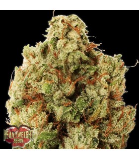 Green Ninja  3 u. fem. Heavyweight Seeds