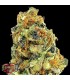 K.O.Kush  3 u. fem. Heavyweight Seeds