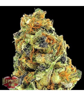 K.O.Kush  3 u. fem. Heavyweight Seeds