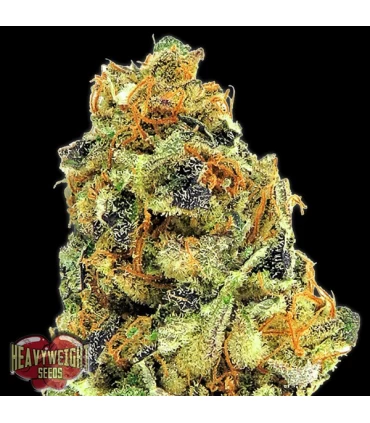 K.O.Kush  3 u. fem. Heavyweight Seeds