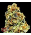 K.O.Kush  5 u. fem. Heavyweight Seeds