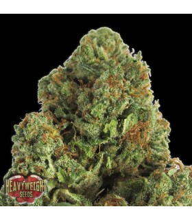 Midnight  3 u. fem. Heavyweight Seeds