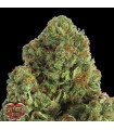Midnight  5 u. fem. Heavyweight Seeds