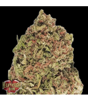 Dream Machine  3 u. fem. Heavyweight Seeds
