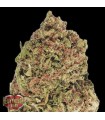 Dream Machine  5 u. fem. Heavyweight Seeds