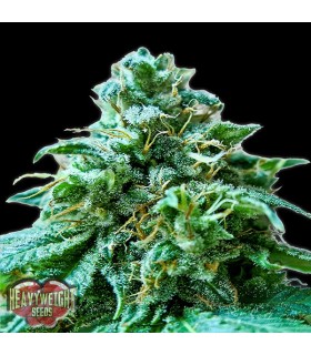 Superb OG  3 u. fem. Heavyweight Seeds