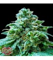 Superb OG  3 u. fem. Heavyweight Seeds