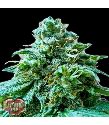 Superb OG 10 u. fem. Heavyweight Seeds