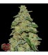 Lemon Cheescake  3 u. fem. Heavyweight Seeds