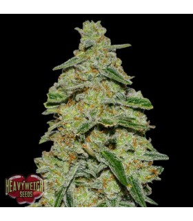 Lemon Cheescake  3 u. fem. Heavyweight Seeds