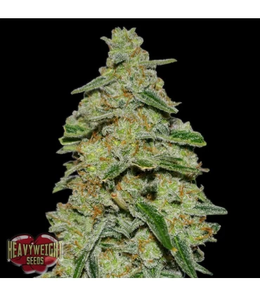 Lemon Cheescake  3 u. fem. Heavyweight Seeds