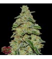 Lemon Cheescake  5 u. fem. Heavyweight Seeds