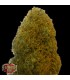 Champions Cheese  3 u. fem. Heavyweight Seeds
