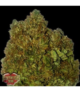 Money Bush  3 u. fem. Heavyweight Seeds