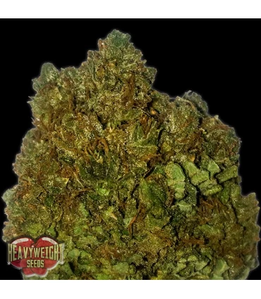 Money Bush  3 u. fem. Heavyweight Seeds