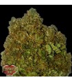 Money Bush  5 u. fem. Heavyweight Seeds