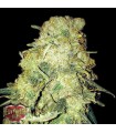 Gold Mine  3 u. fem. Heavyweight Seeds