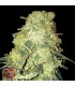 Gold Mine  5 u. fem. Heavyweight Seeds