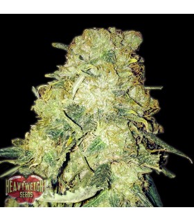 Gold Mine  5 u. fem. Heavyweight Seeds