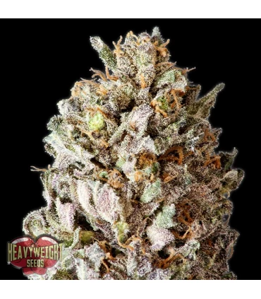 Diesel Drift  3 u. fem. Heavyweight Seeds