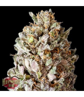 Diesel Drift  5 u. fem. Heavyweight Seeds