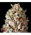 Diesel Drift  5 u. fem. Heavyweight Seeds