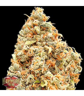 Monster Profit  3 u. fem. Heavyweight Seeds