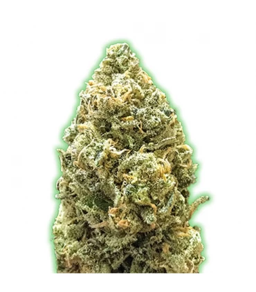Auto Bruce Banner - Monster Genetics.