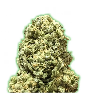 Girl Scout Cookies - Monster Genetics.