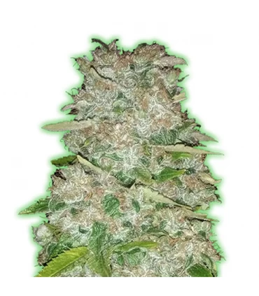 Gorilla Glue - Monster Genetics.