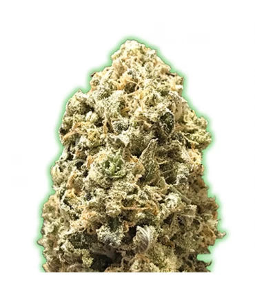 Pebbles - Monster Genetics.