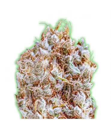 Zkitlles - Monster Genetics.