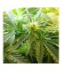 Northern Lights 10 u. reg. Nirvana
