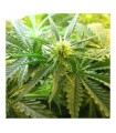 Northern Lights 10 u. reg. Nirvana