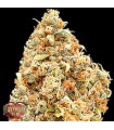 Monster Profit  5 u. fem. Heavyweight Seeds