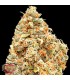 Monster Profit 10 u. fem. Heavyweight Seeds