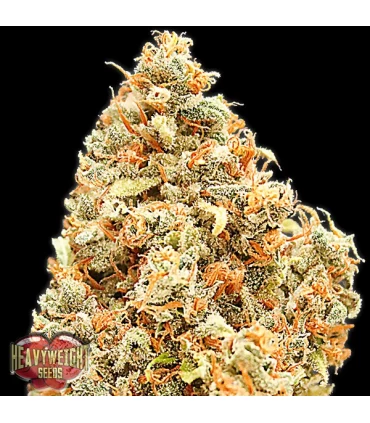 Monster Profit 10 u. fem. Heavyweight Seeds