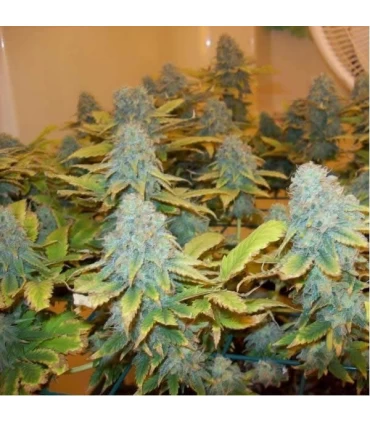 Aurora Indica 10 u. reg. Nirvana