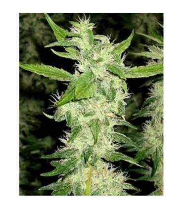 Jock Horror 10 u. reg.  The Sativa SeedBank