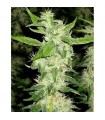 Jock Horror 10 u. reg.  The Sativa SeedBank