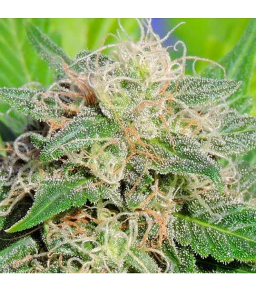 Auto Super Lemon Haze - Original Sensible.