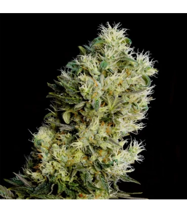 Auto Amnesia Bilbo - Genehtik - Kayamurcia.es