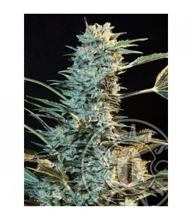 Auto Ak  5 u. fem. Grassomatic