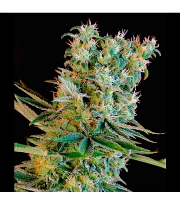 Amnesia Bilbo - Genehtik - Kayamurcia.es