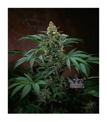 Auto Bubblegum - T.H. Seeds.