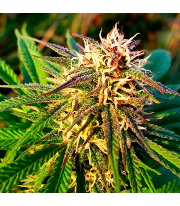 Auto Blue Mystic - Nirvana - Kayamurcia.es