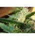 Angel's Breathe (Mango Haze x Afghan) 15 u. reg. Mr. Nice Ed. Limitada
