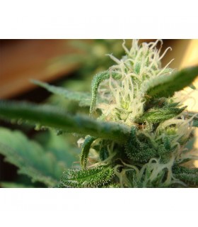 Angel's Breathe (Mango Haze x Afghan) 15 u. reg. Mr. Nice Ed. Limitada